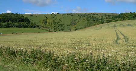 The Coombe